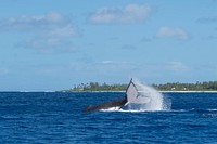 Humpback whale, flipping tail, Rarotonga. Original public domain image from Flickr