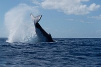 Humpback whale, flipping tail. Original public domain image from Flickr