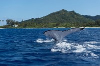 Humpback whale, flipping tail. Original public domain image from Flickr