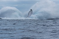 Humpback whale, flipping tail. Original public domain image from Flickr