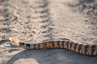 Speckled Rattlesnake