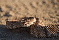 Speckled Rattlesnake