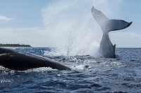 Jumping humpback whale, marine life. Original public domain image from Flickr