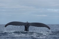 Humpback whale, flipping tail. Original public domain image from Flickr