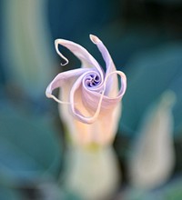 Sacred datura flower