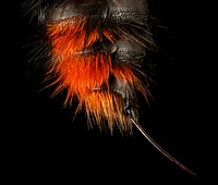 Velvet Ant, F, Stinger, Hot Springs Village, AR. Original public domain image from Flickr