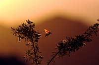 Tarantula Hawk on creosote