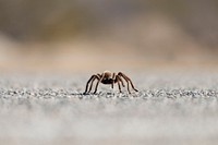 Tarantula spider