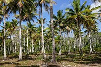 Tropical palm trees, summer background. Original public domain image from Flickr