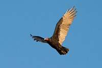 Flying Turkey vulture 