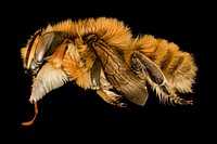 Leafcutting bee, macro insect photo.