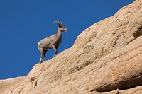 Bighorn Sheep