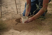 Planting a tree