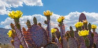 Dollarjoint Prickly Pear cactus flower