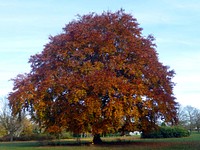 Autumnal trees and leaf colours in my local park, 2017.