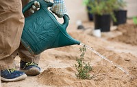 Watering plant