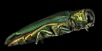 Emerald Ash Borer, jewel beetle. side view.