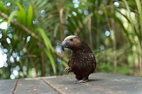 Kaka bird, New Zealand wildlife. Original public domain image from Flickr