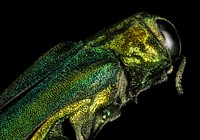 Emerald Ash Borer, green jewel beetle.
