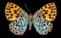 Argyrogrammana nurtia, butterfly, insect photography.