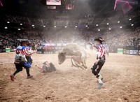 Rodeo clowns move in to protect a dismounted bull rider from his host during action at the 2017 Professional Bull Riders Built Ford Tough World Finals at T-Mobile Arena in Las Vegas, Nevada, Nov. 4, 2017.