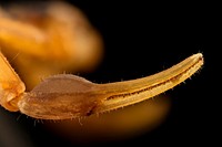 Scorpion, claw, extreme macro photography. 