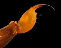 Striped bark scorpion, Centruroides vittatus, extreme macro photography.