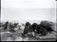 Fur Seal Pups. Original public domain image from Flickr