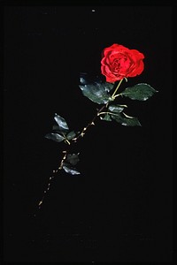The search for life (1987). Black poster with silver lettering promoting an exhibit. Dominant image is a color photo of a thorny long-stem red rose. Beads of water are visible on the green leaves.Original public domain image from Flickr