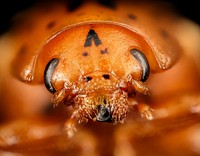 False potato beetle, Leptinotarsa juncta, face. Original public domain image from Flickr