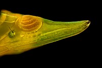 Planthopper, Rhynchomitra microrhina.