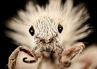 Dasymutilla gloriosa, thistledown velvet ant, face shot.