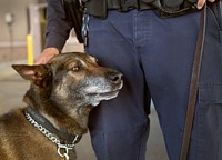 A U.S. Customs and Border Protection officer strokes the head of his canine companion while working at the Otay Mesa, Calif., port of entry June 23, 2016.