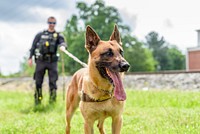 K9 Audie, Greenville Police K9 Audie and Officer Chad Bowen, date unknown. Original public domain image from Flickr