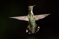 Hummingbird flying.