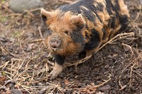 Kunekune pig, farm animals. Original public domain image from Flickr