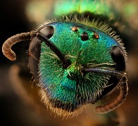 Corynura, face shot, metallic green.