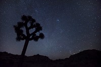 Joshua trees under the stars