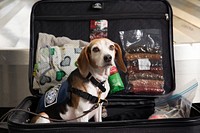 A Beagle of the U.S. Customs and Border Protection Office of Field Operations sits among training aids as it poses for a portrait at Philadelphia International Airport in Philadelphia, Pa., October 26, 2016.