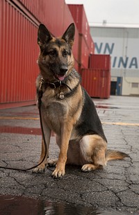 U.S. Customs and Border Protection officers and their dogs pose for portraits in Philadelphia, Pa., Nov. 09, 2016.