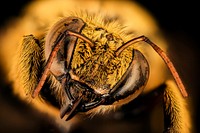 Xylocopa caffra bee, insect's face.