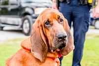 Bloodhound dog