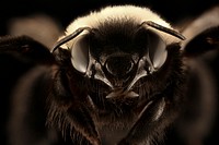 Black Centris bee, insect headshot.