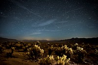 Stars over Cholla Cactus Garden