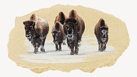 Group of bison collage element psd