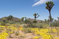 Flowers and Joshua trees 