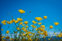 Poppy flower background