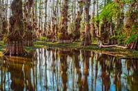 Gator Hook, swamp, nature background. Original public domain image from Flickr