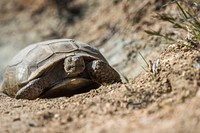 Desert tortoise