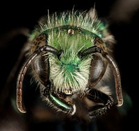 Osmia bruneri bee, face shot.